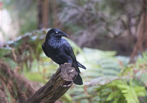 Unveiling the Mystical Powers of the Magic Crow